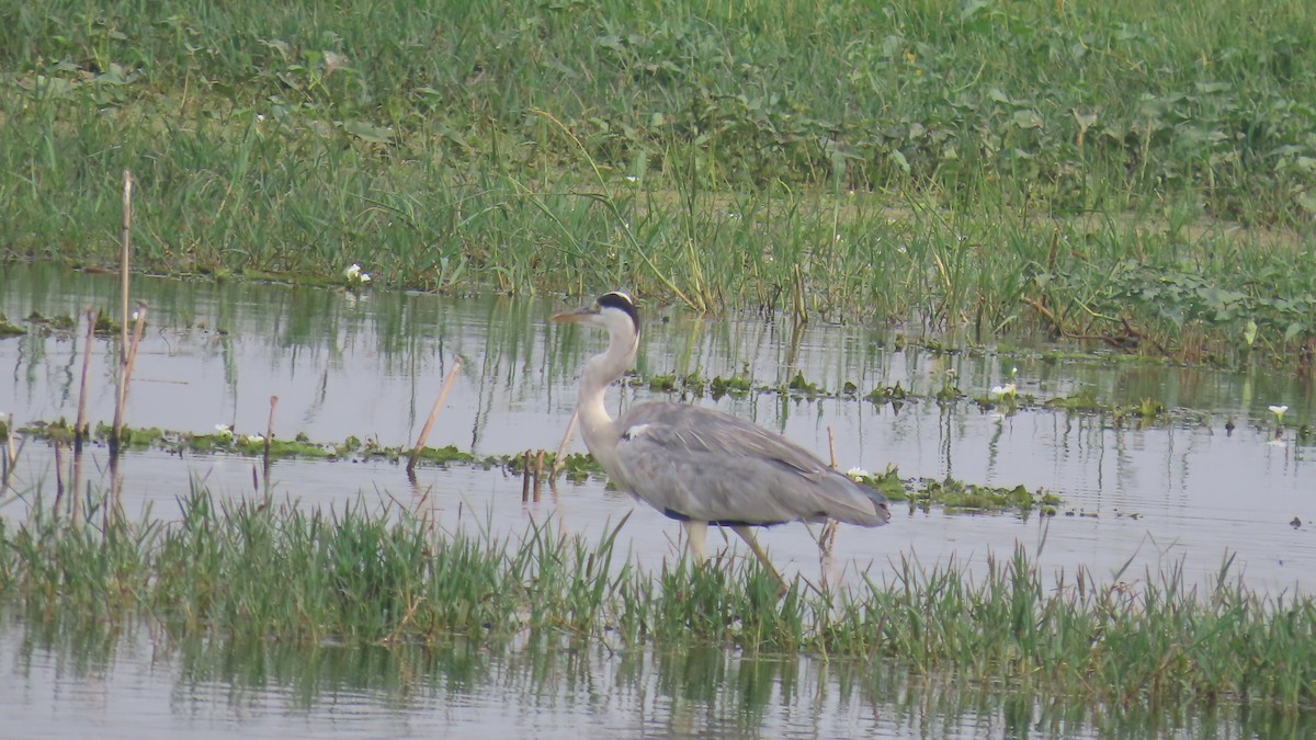 Gray Heron - ML643875993