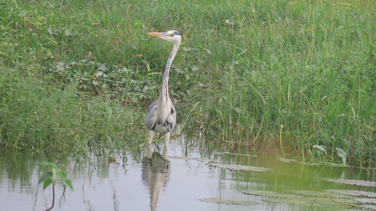Gray Heron - ML643875994