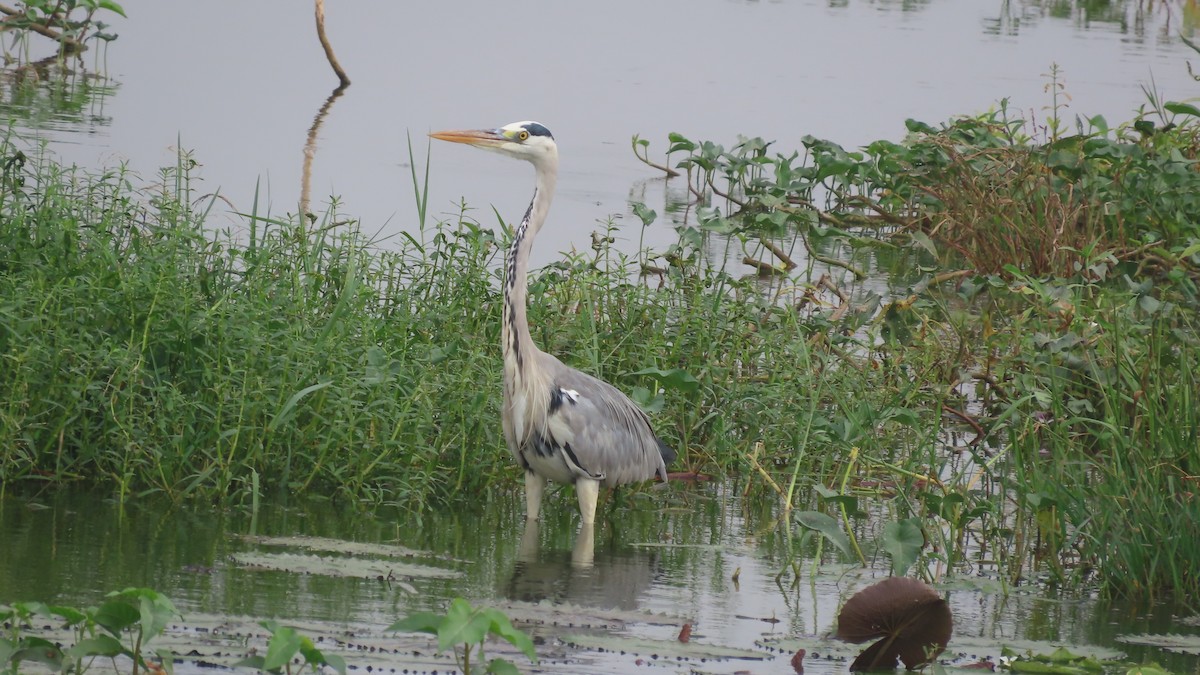 Gray Heron - ML643875995