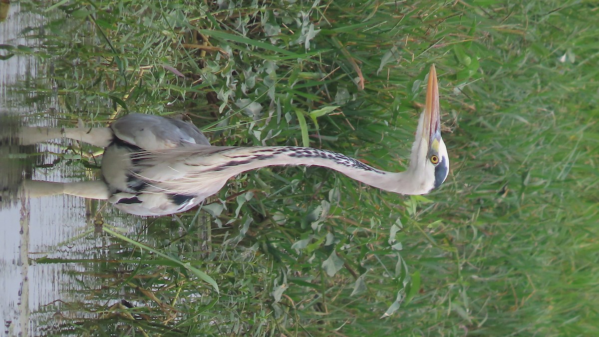 Gray Heron - ML643875996