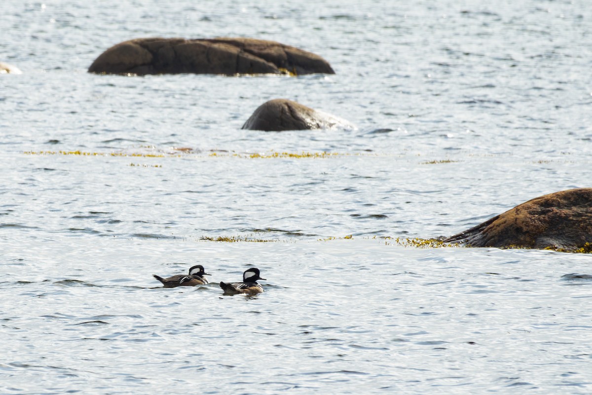 Hooded Merganser - ML643876018