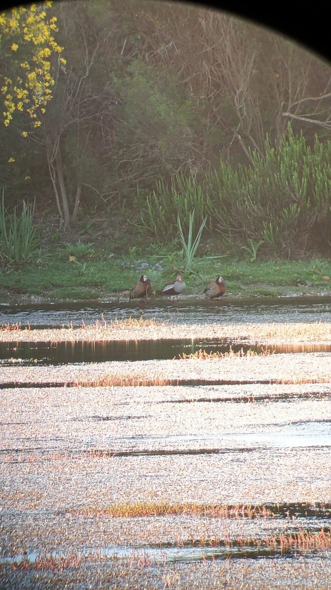 Black-bellied Whistling-Duck (Southern) - ML643876019