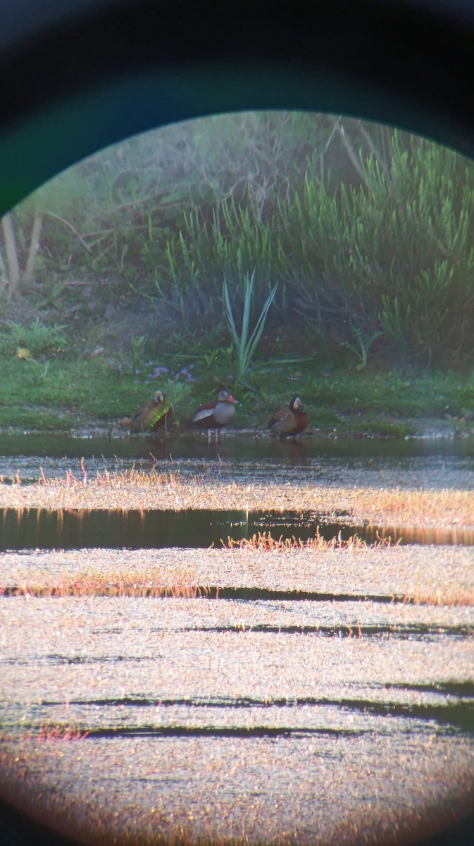 Black-bellied Whistling-Duck (Southern) - ML643876020