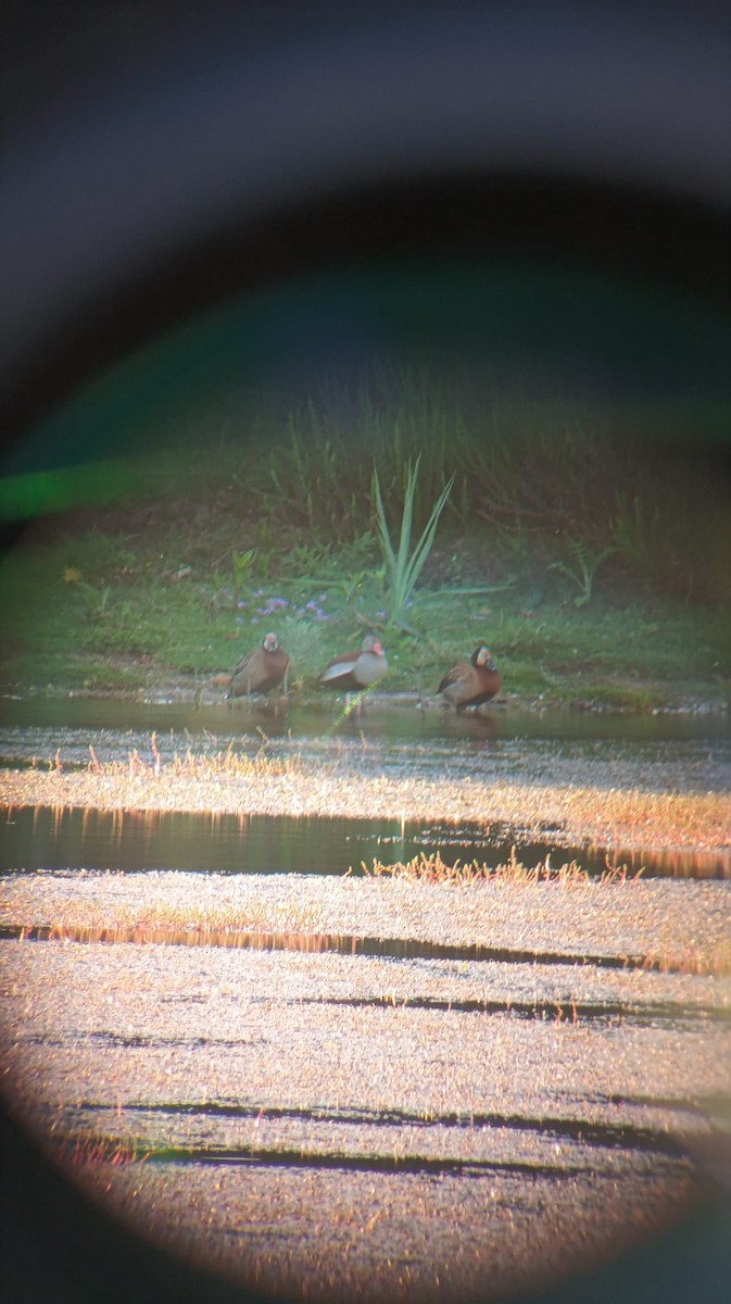 Black-bellied Whistling-Duck (Southern) - ML643876021