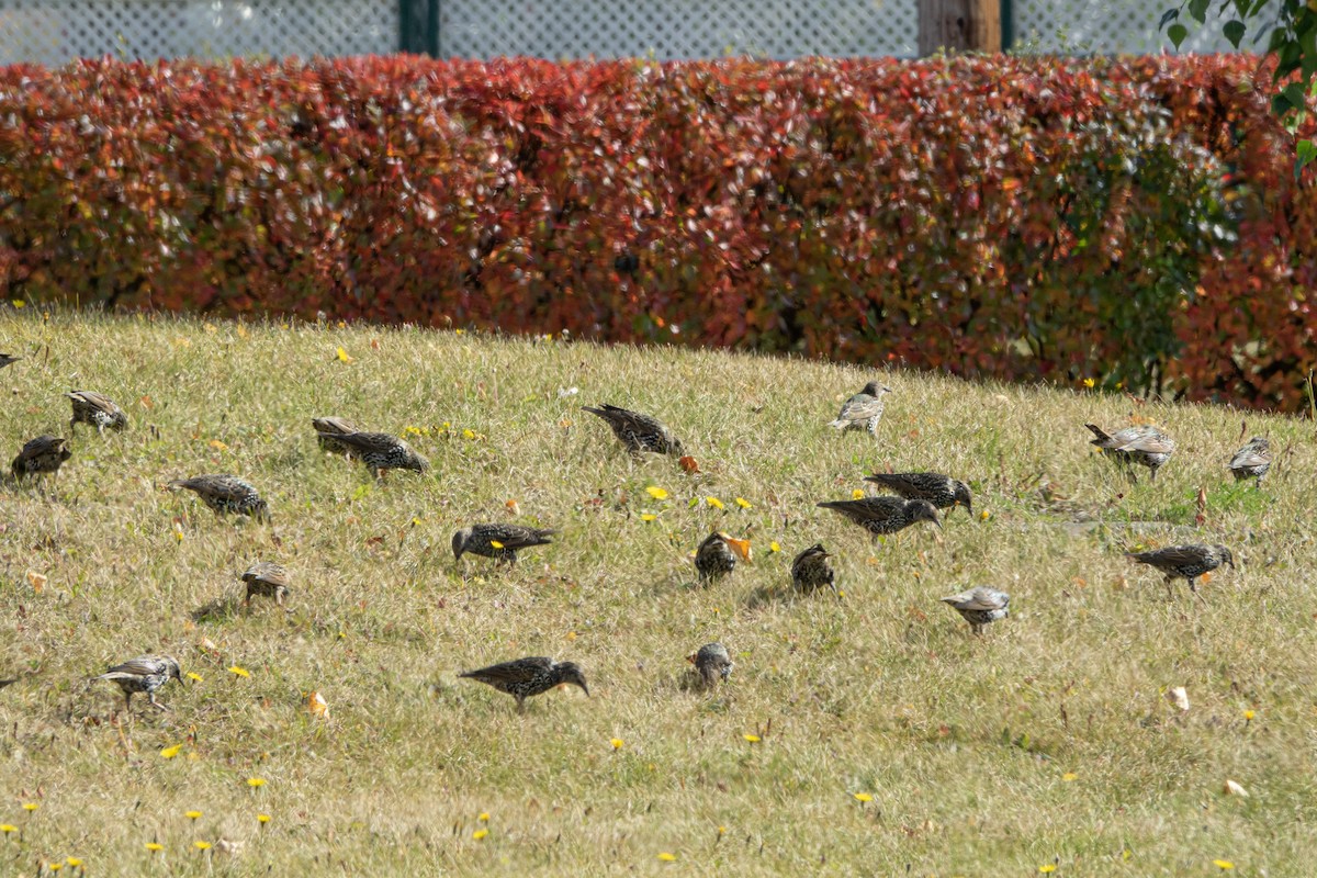 European Starling - ML643876023