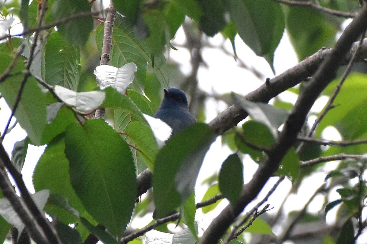 Nilgiri Flycatcher - ML643876043