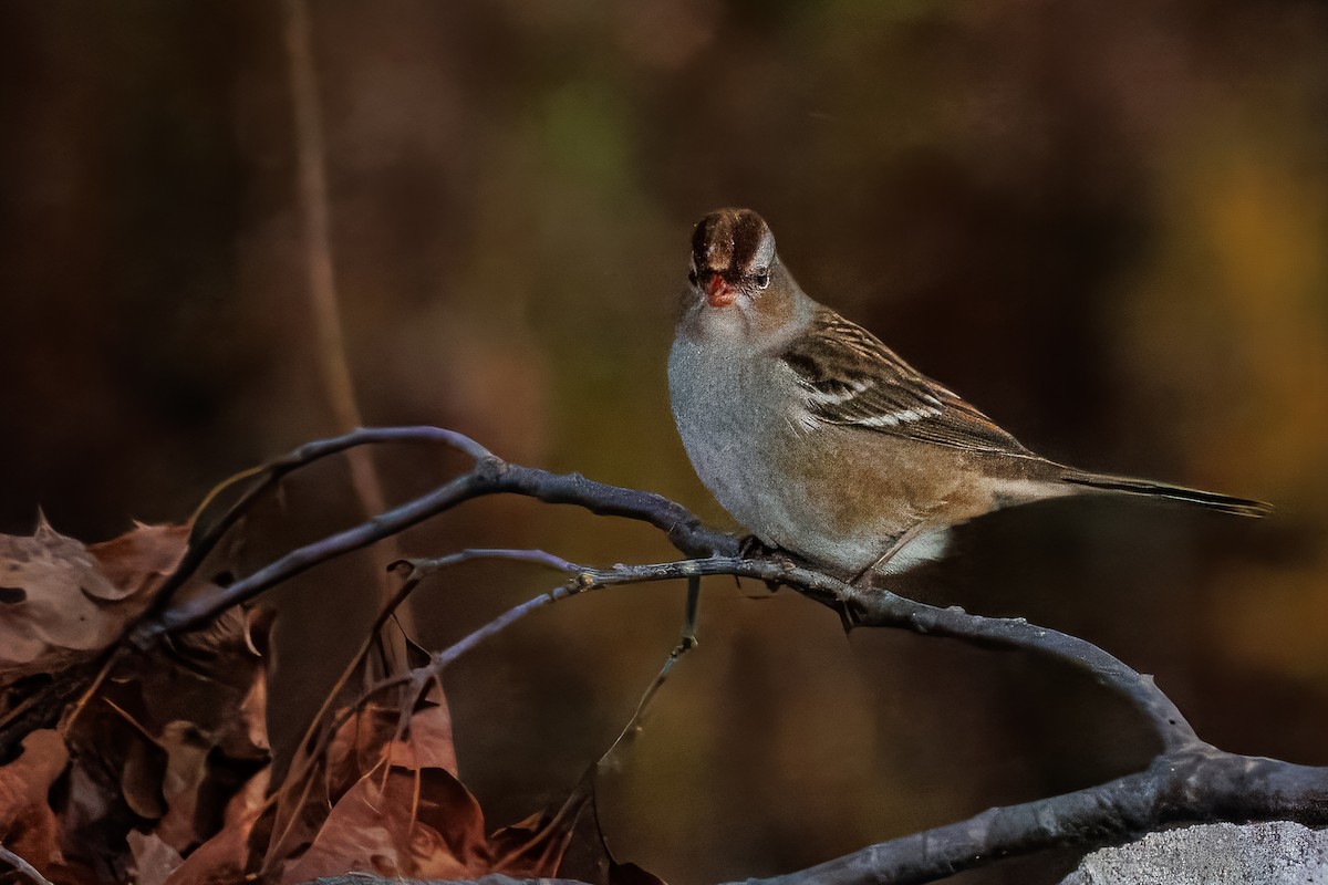 White-crowned Sparrow - ML643876062