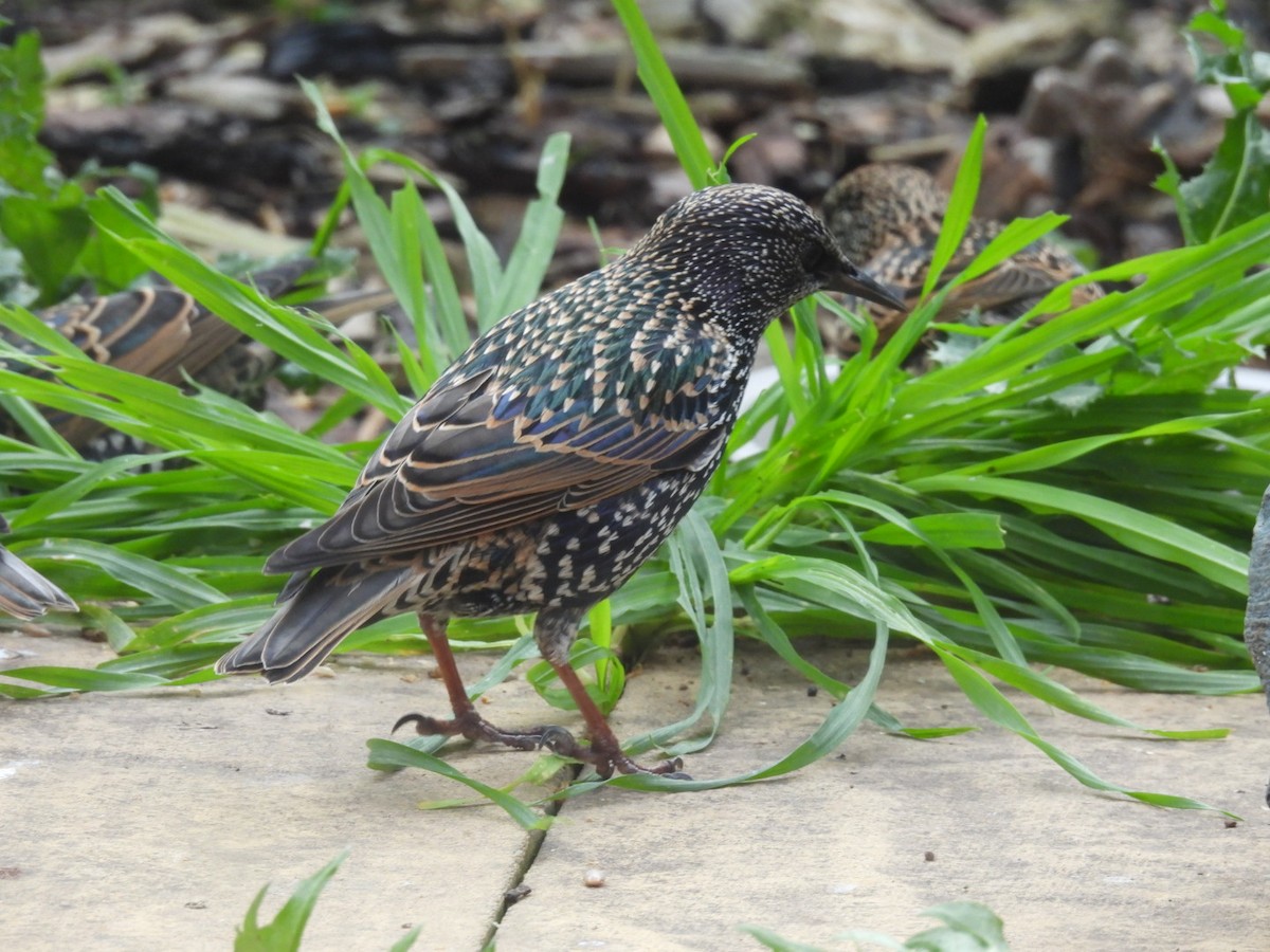 European Starling - ML643876066