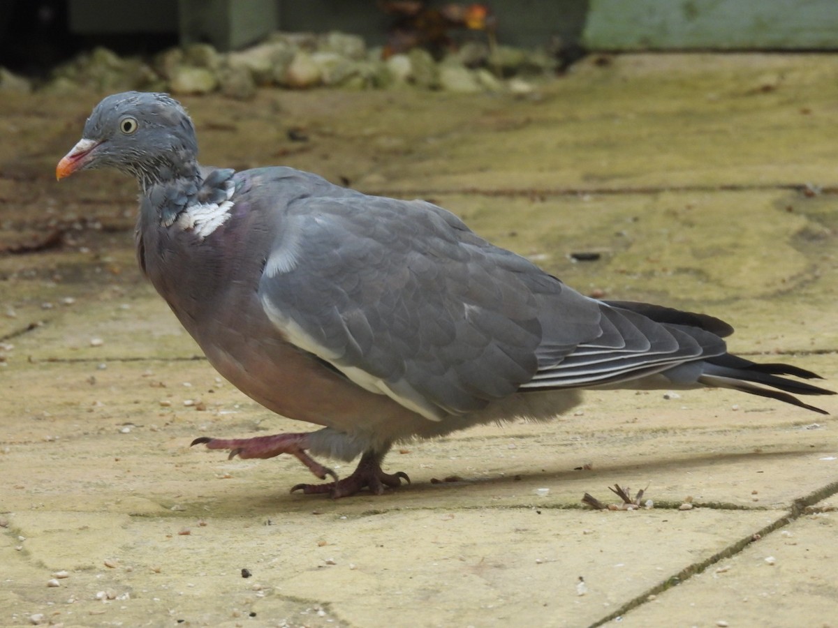 Common Wood-Pigeon (White-necked) - ML643876076