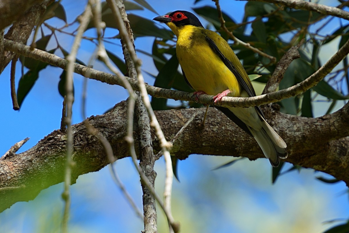 Australasian Figbird - ML643876086