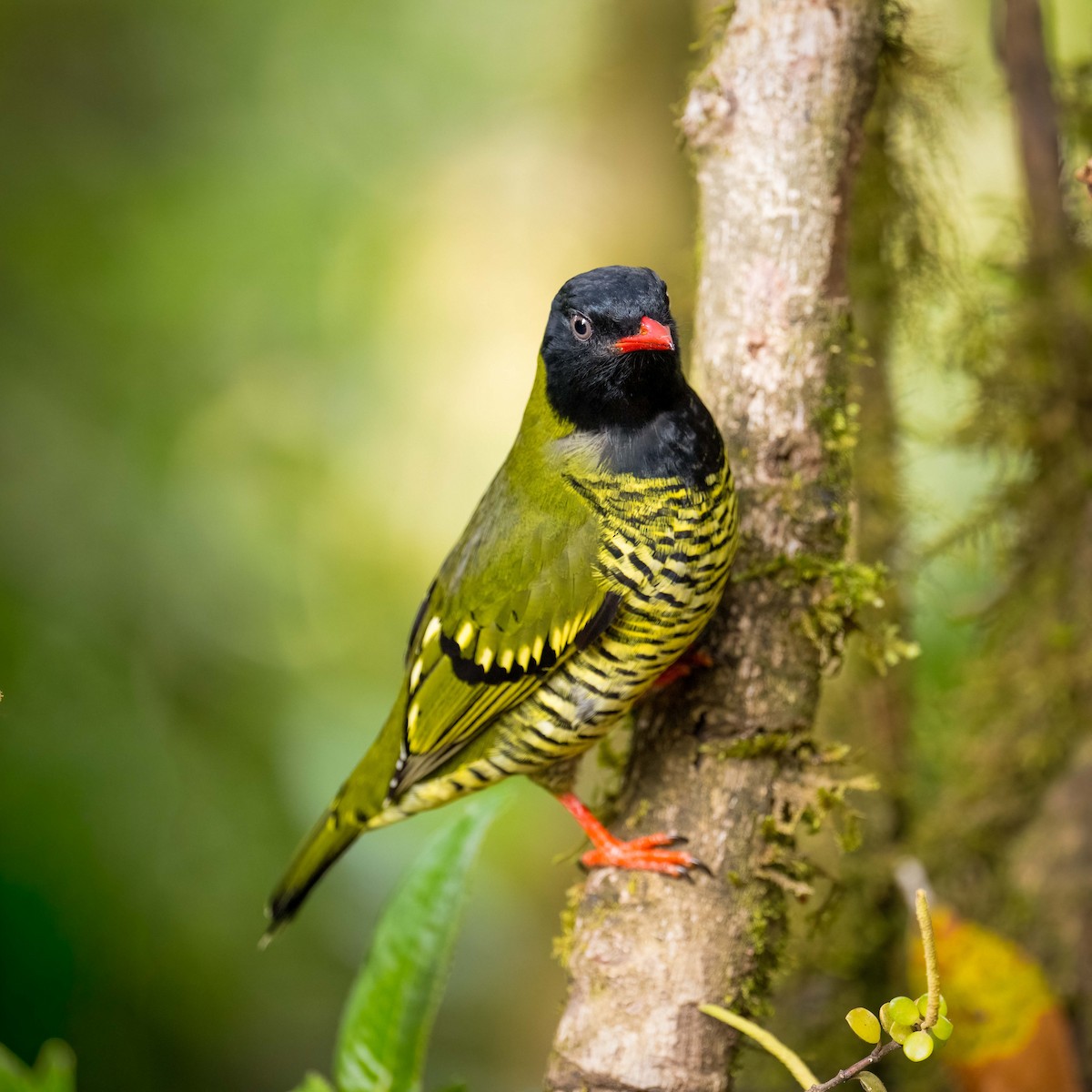 Barred Fruiteater - ML643876096