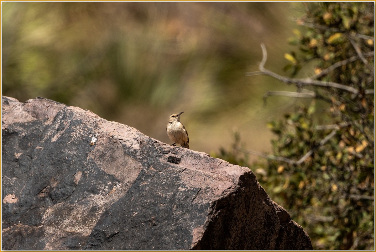 Rock Wren - ML643876101