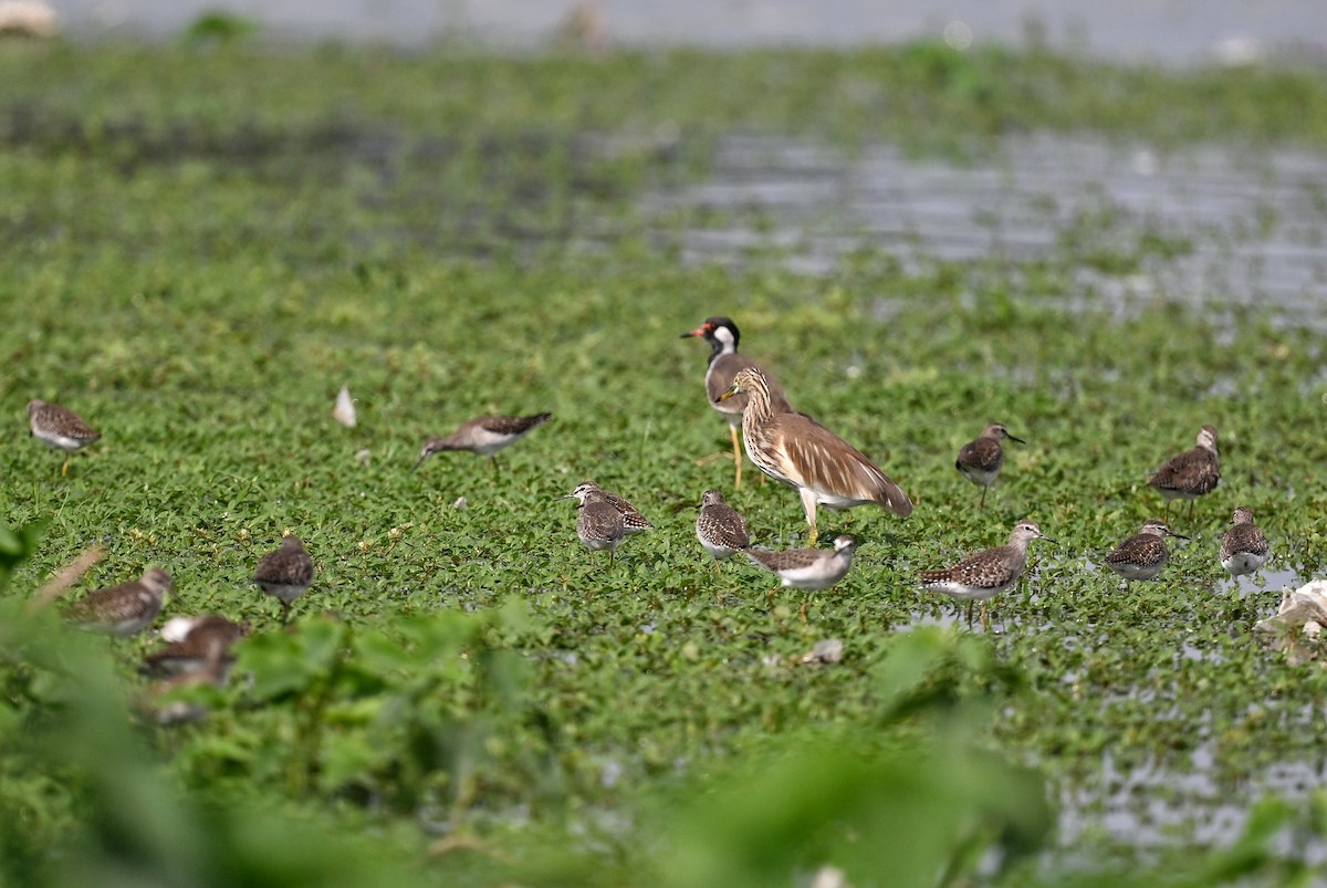 Wood Sandpiper - ML643876103