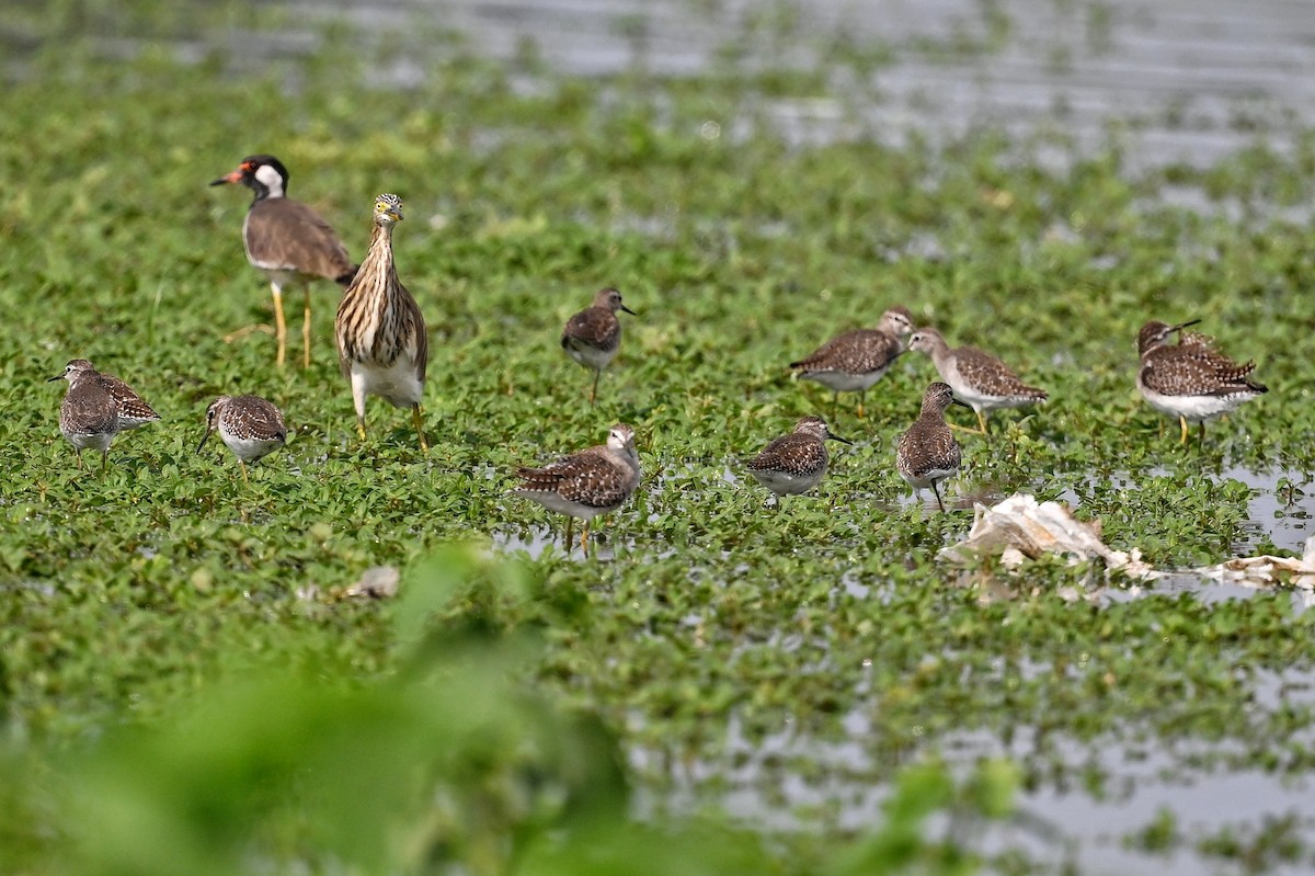 Wood Sandpiper - ML643876104