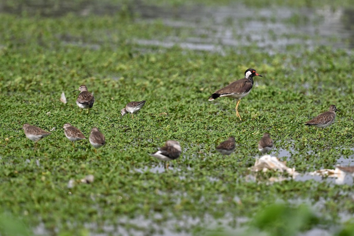 Wood Sandpiper - ML643876105