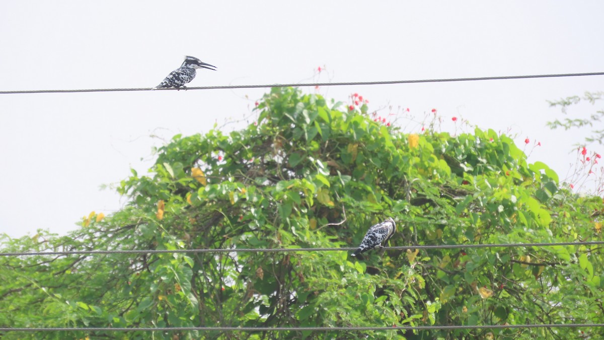 Pied Kingfisher - ML643876110