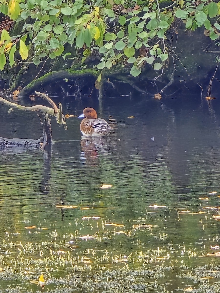 Eurasian Wigeon - ML643876112