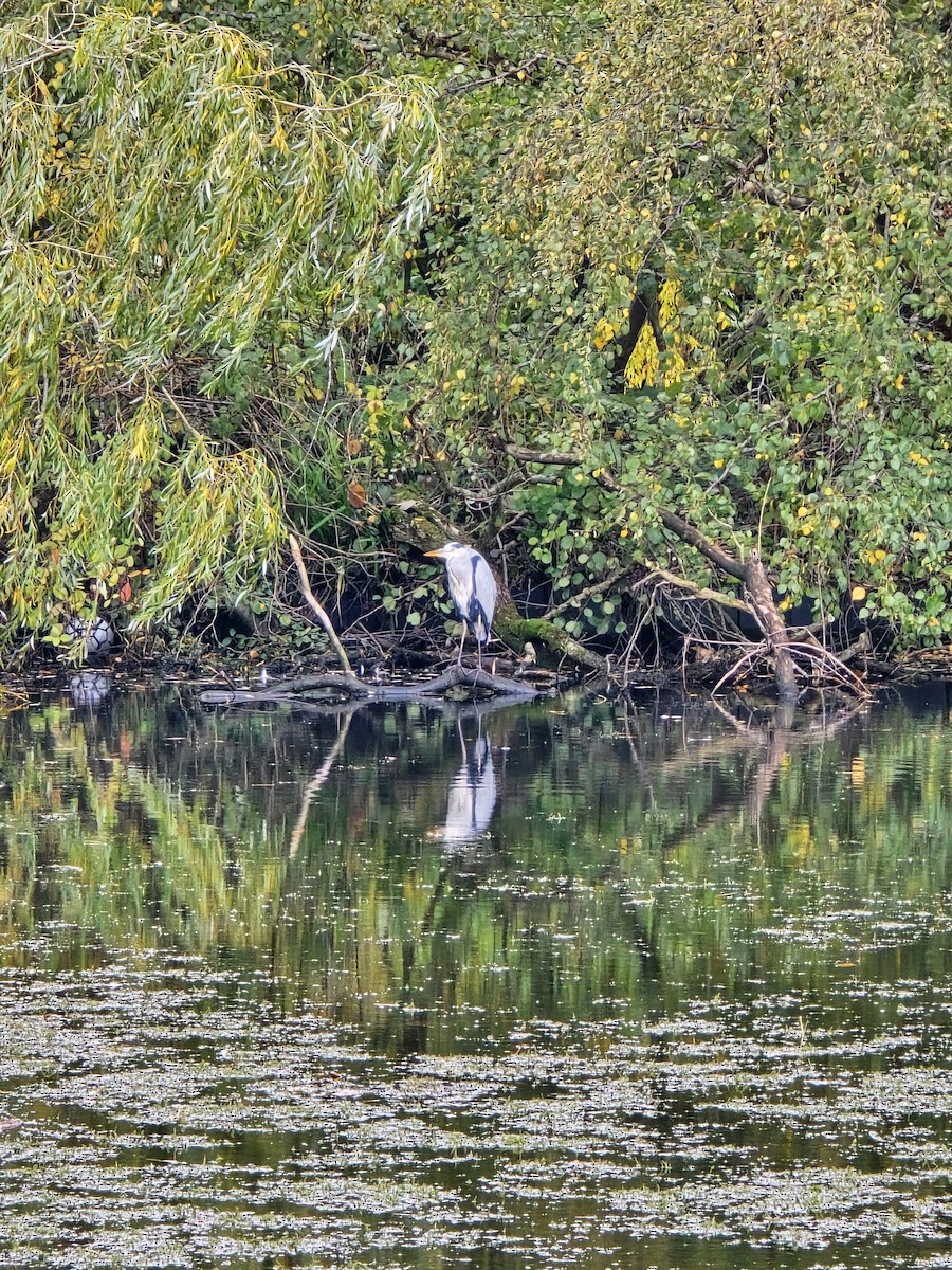 Gray Heron - ML643876116