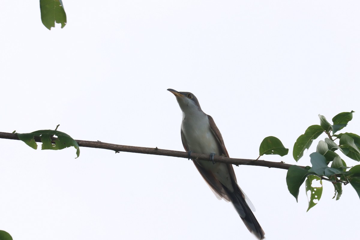 Yellow-billed Cuckoo - ML643876130