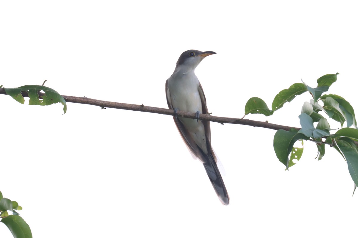 Yellow-billed Cuckoo - ML643876131