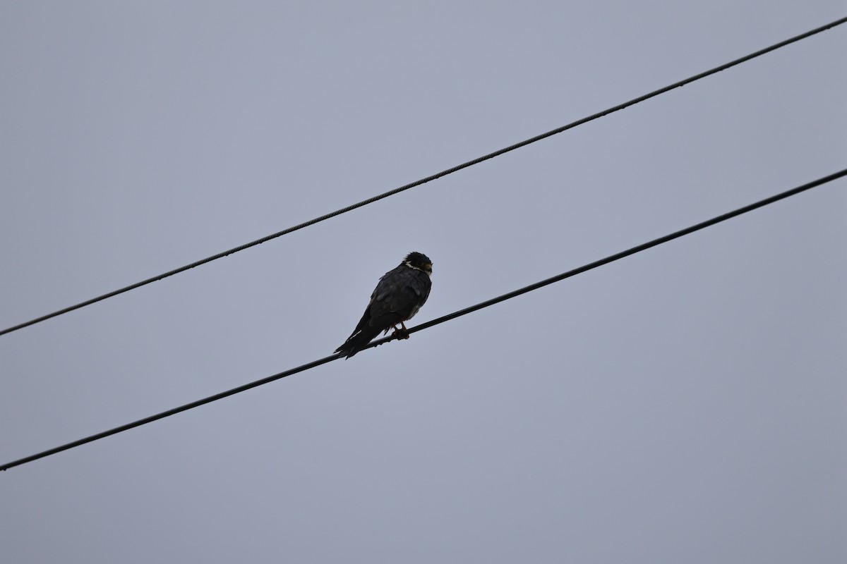 Eurasian Hobby - ML643876132
