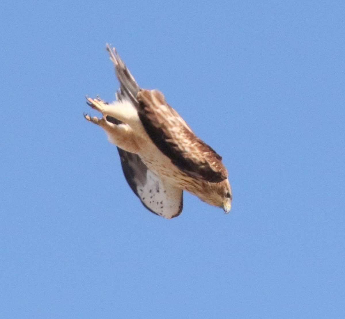Бахим бүргэд - ML643876136