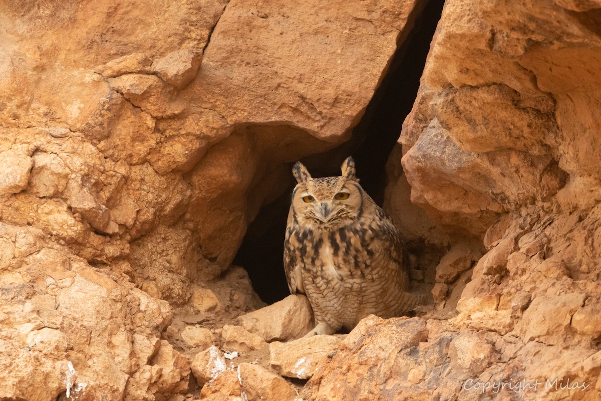Pharaoh Eagle-Owl - ML643876154