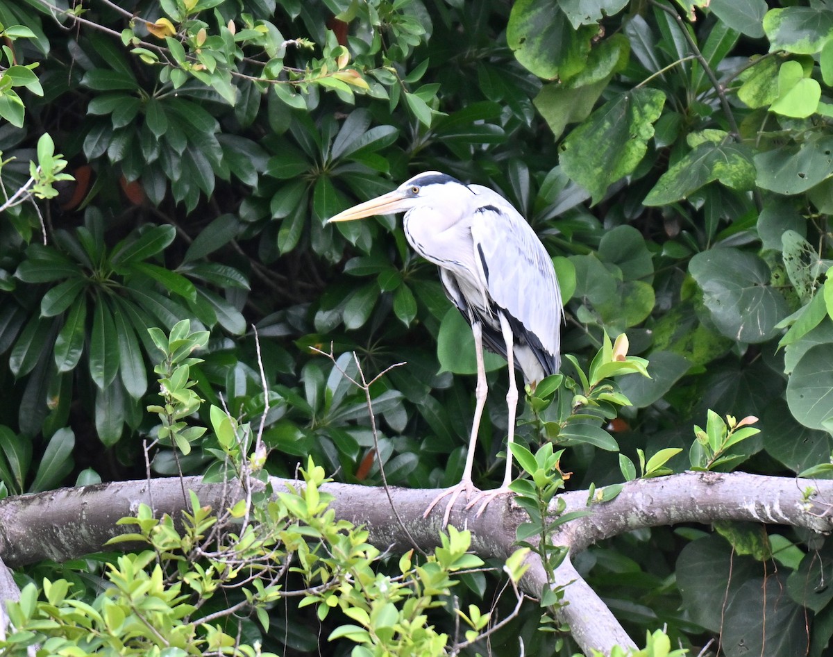 Gray Heron - ML643876160