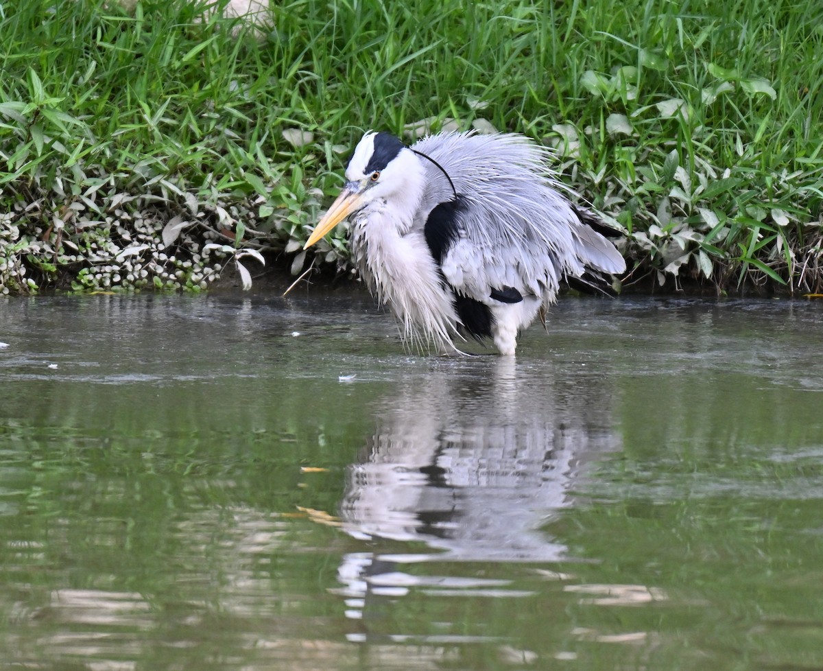Gray Heron - ML643876161