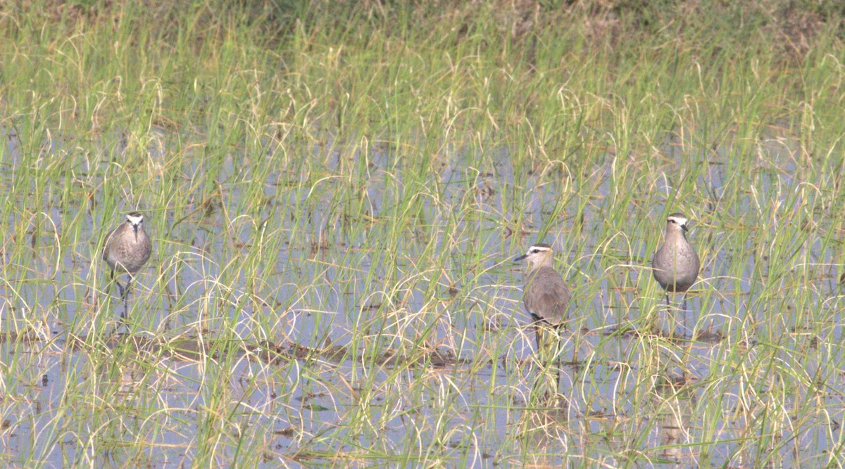 Sociable Lapwing - ML643876164