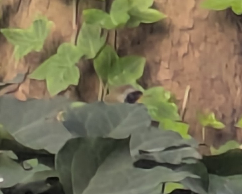 Common Yellowthroat - ML643876168