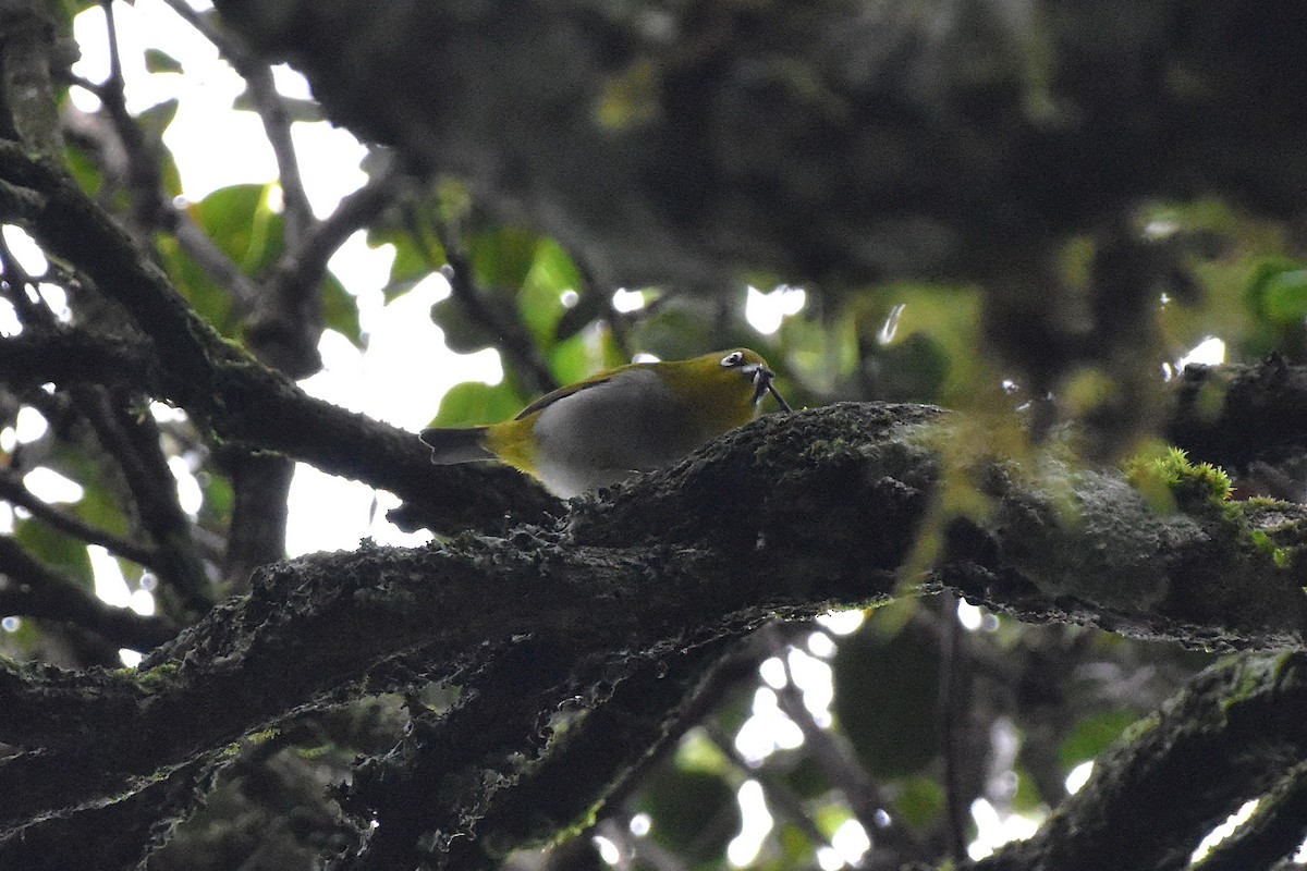 Indian White-eye - ML643876189