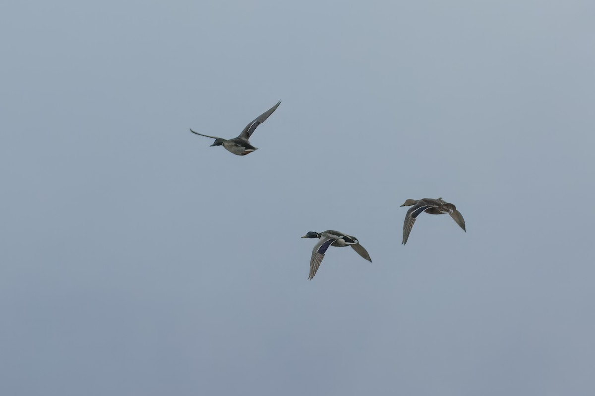 Mallard - ML643876194