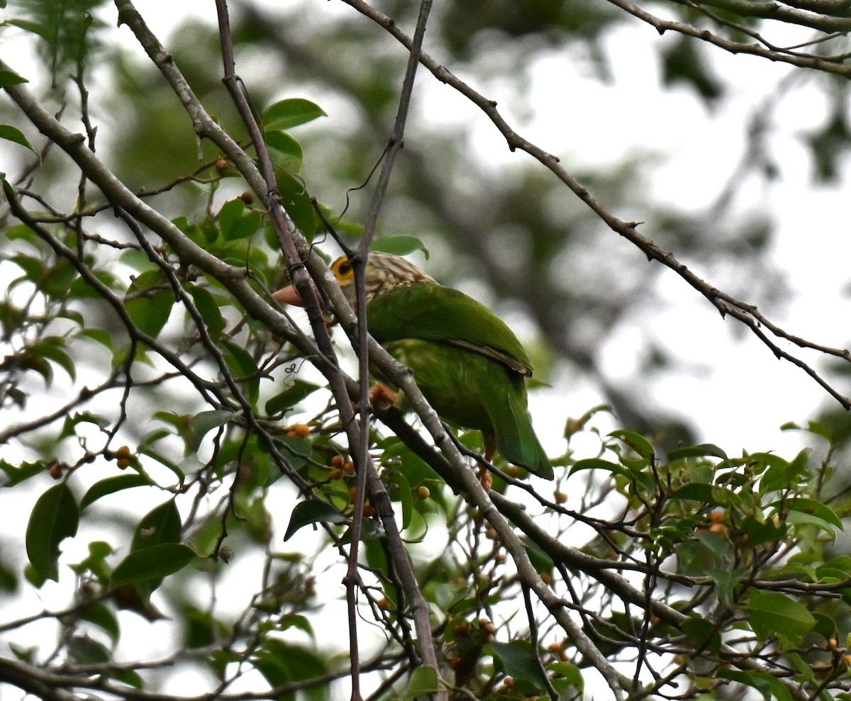 Lineated Barbet - ML643876212