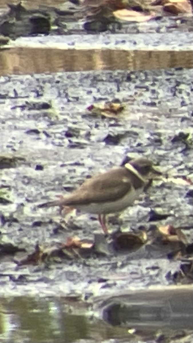 Semipalmated Plover - ML643876214