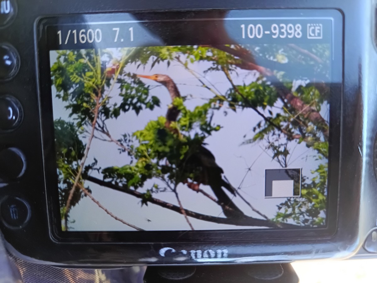 Anhinga - ML643876228