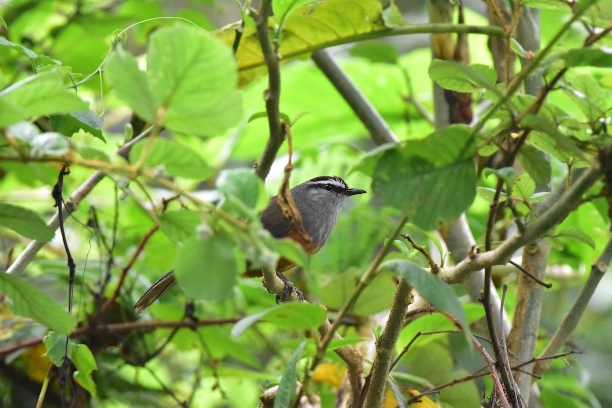 Palani Laughingthrush - ML643876230