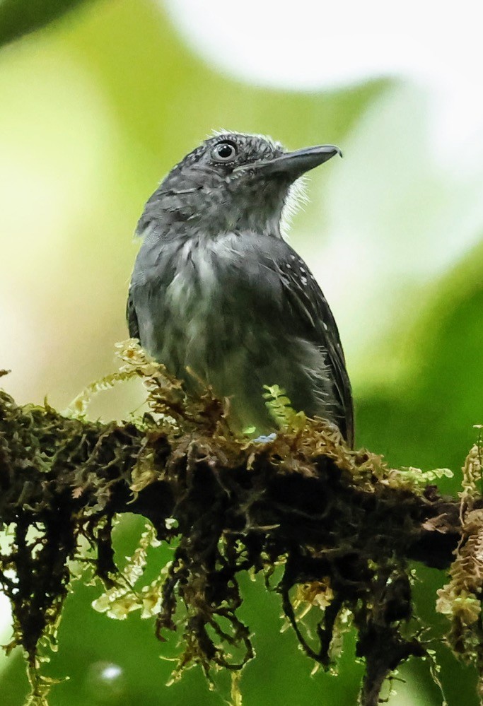 Tüpfelkronen-Ameisenvogel - ML643876236