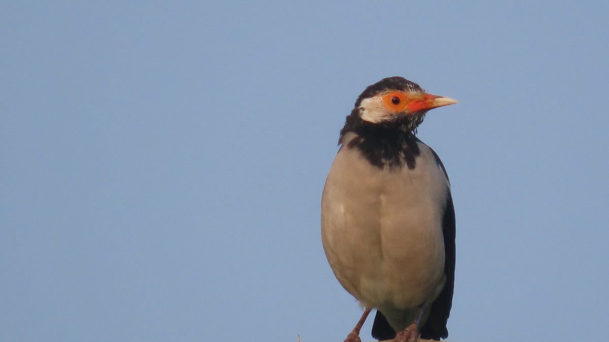 印度鵲椋鳥 - ML643876239