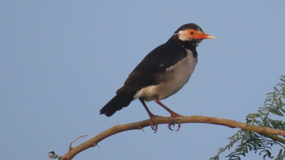 印度鵲椋鳥 - ML643876240