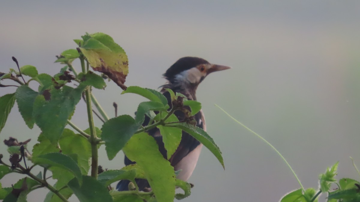 印度鵲椋鳥 - ML643876241