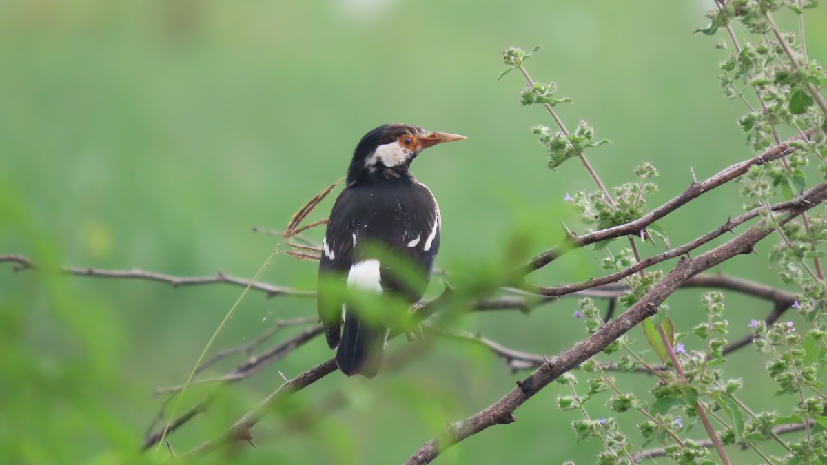 印度鵲椋鳥 - ML643876243