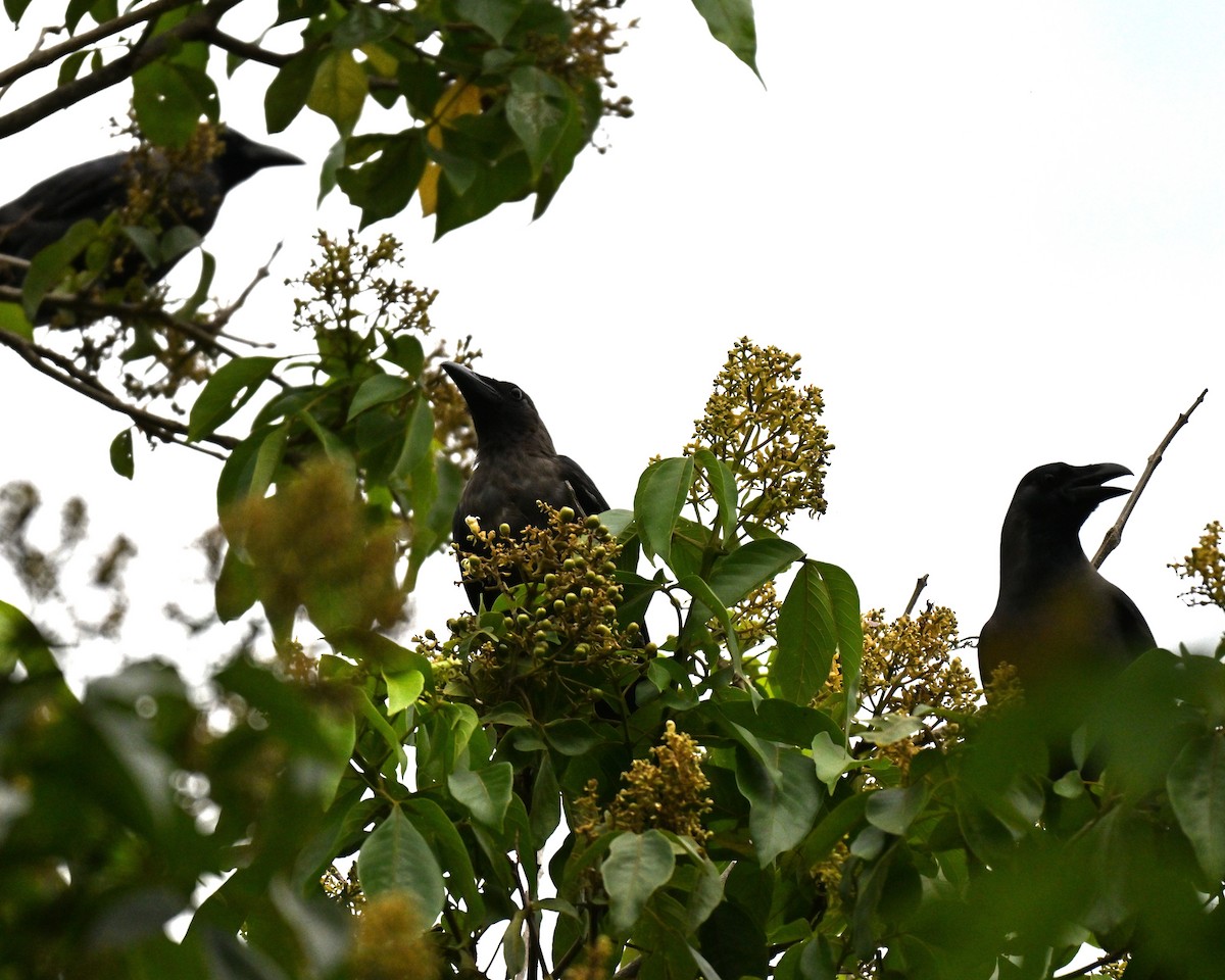 House Crow - ML643876249