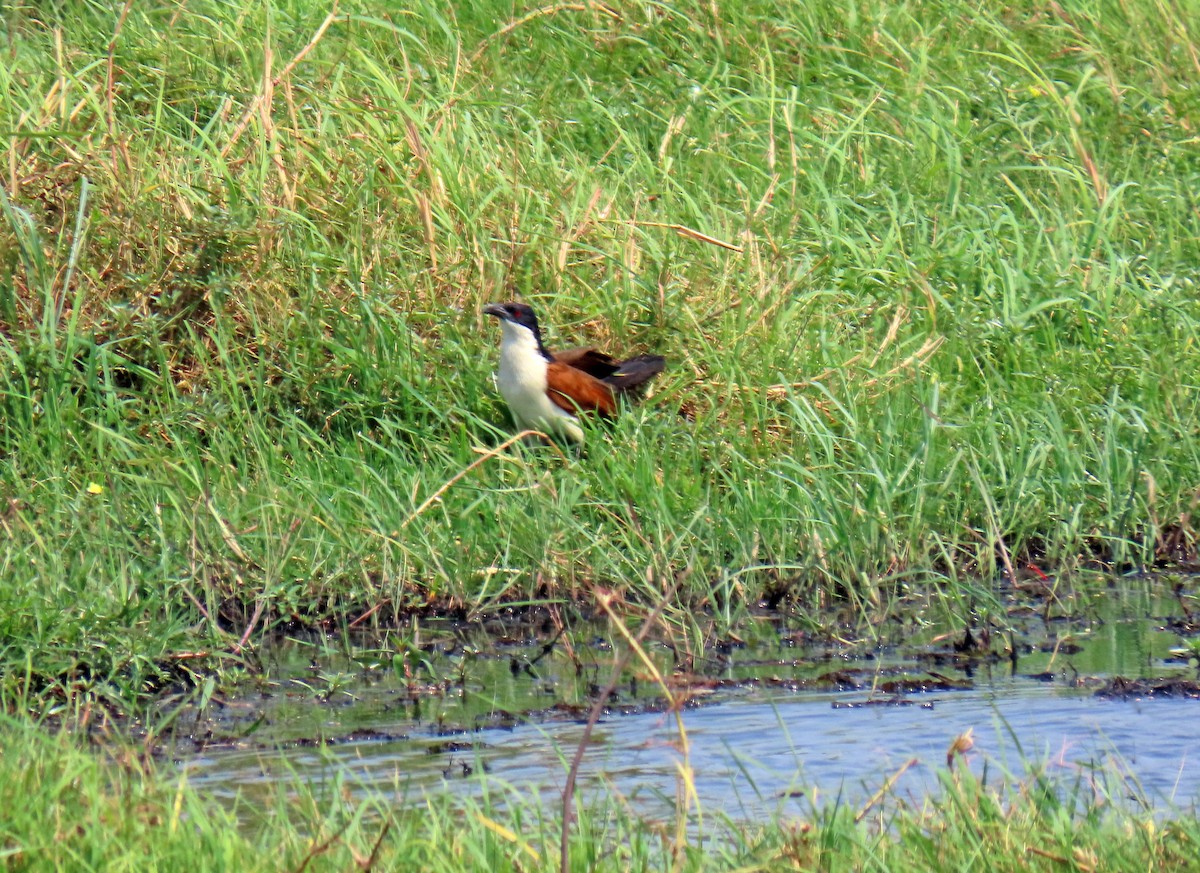 Coppery-tailed Coucal - ML643876305