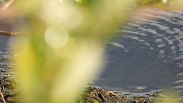 Rufous-sided Crake - ML643876309