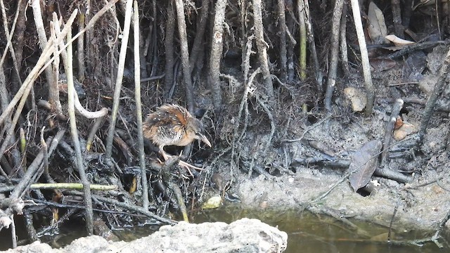 Rufous-sided Crake - ML643876313