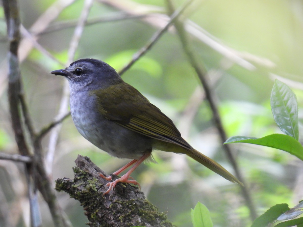 White-browed Warbler - ML643876358