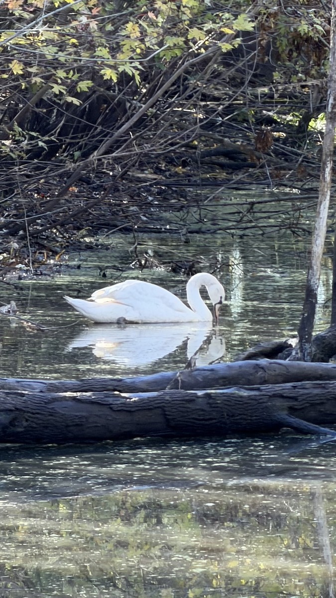 コブハクチョウ - ML643876360