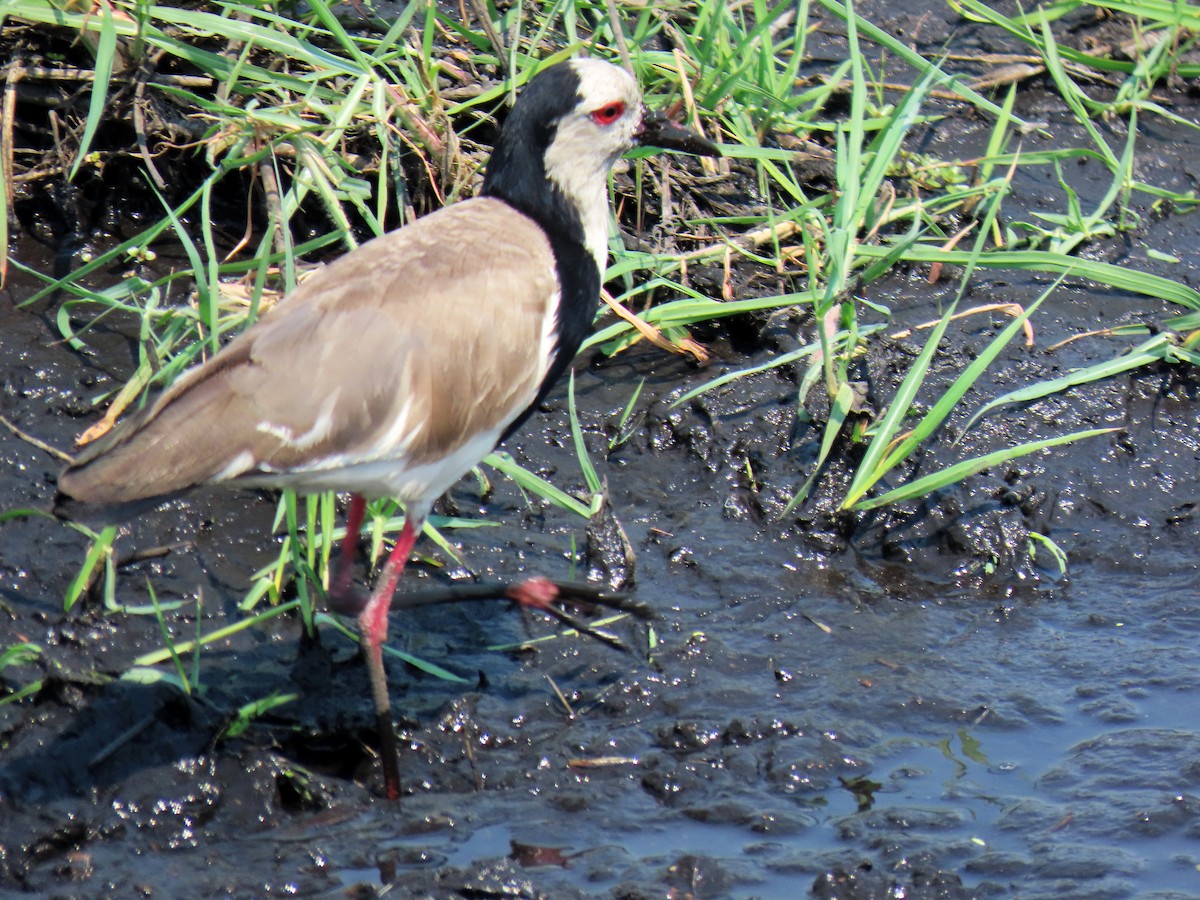 Long-toed Lapwing - ML643876366
