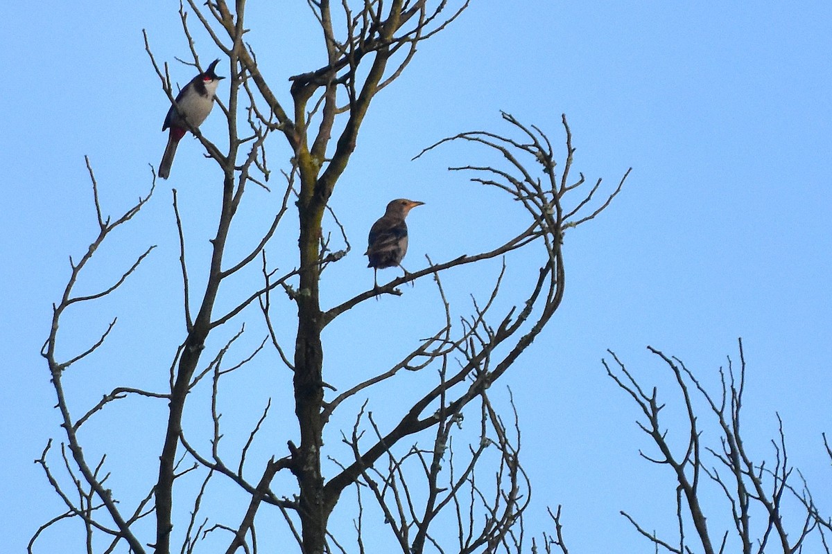 Rosy Starling - ML643876369